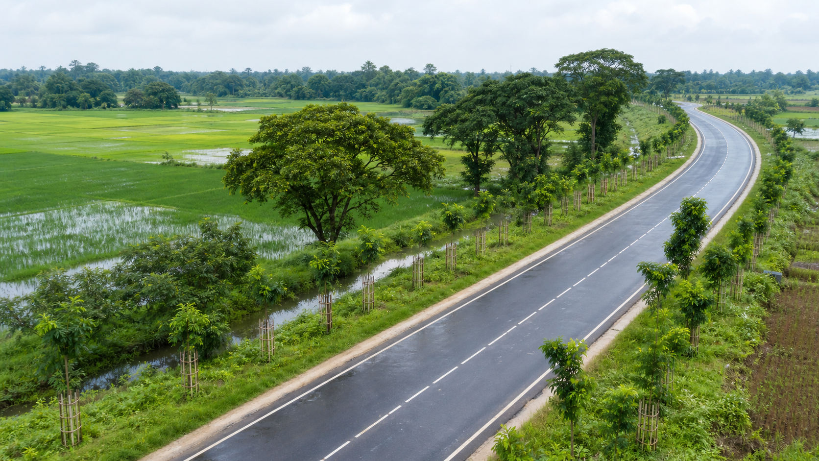 Representative aerial view of a young tree corridor beside a Bangladesh road